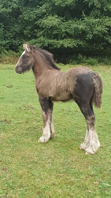 Tinker / Irish Cob / Fohlen / Hengst / wird groß, Daniela Hoffmann , Horses For Sale, Rohrberg  , Image 3
