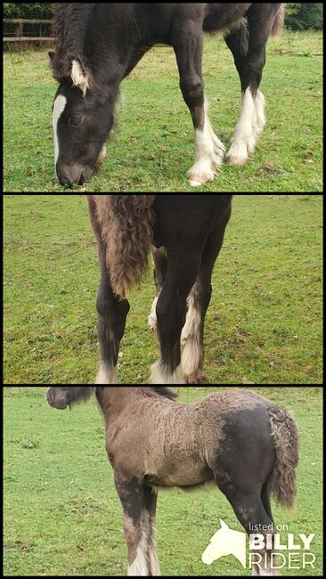 Tinker / Irish Cob / Fohlen / Hengst / wird groß, Daniela Hoffmann , Horses For Sale, Rohrberg  , Image 4