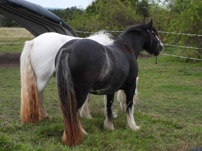 Tinker Irish Cob Stute, Annemari, Horses For Sale, Grammetal, Image 2