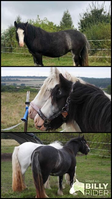 Tinker Irish Cob Stute, Annemari, Horses For Sale, Grammetal, Image 4