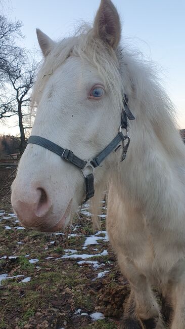 Tinker / Irish Cob , Absetzer , Sonderfarbe, Daniela Hoffmann , Konie na sprzedaż, Rohrberg  