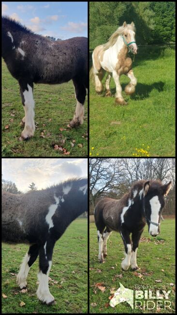 Tinker / Irish Cob / Sonderfarbe / Fohlen, Daniela Hoffmann , Pferd kaufen, Rohrberg  , Abbildung 6