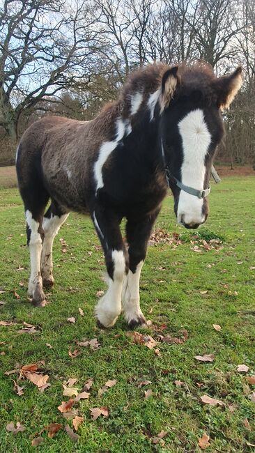 Tinker / Irish Cob / Sonderfarbe / Fohlen, Daniela Hoffmann , Pferd kaufen, Rohrberg  , Abbildung 4