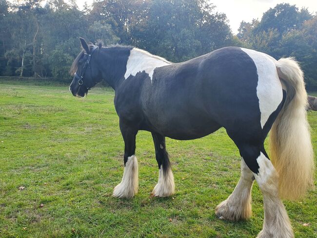 Tinker / Irish Cob / Sonderfarbe / Fohlen, Daniela Hoffmann , Pferd kaufen, Rohrberg  , Abbildung 5