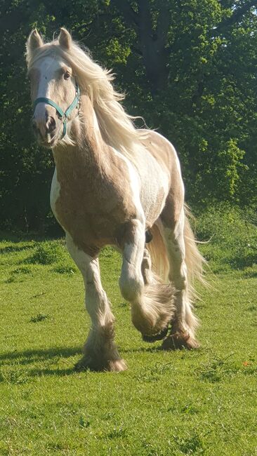 Tinker / Irish Cob / Sonderfarbe / wird sehr groß, Daniela Hoffmann , Pferd kaufen, Rohrberg  , Abbildung 4