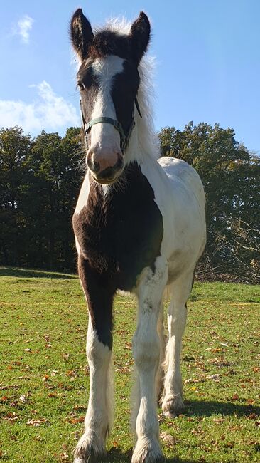 Tinker / Irish Cob / Sonderfarbe / wird sehr groß, Daniela Hoffmann , Horses For Sale, Rohrberg  , Image 2