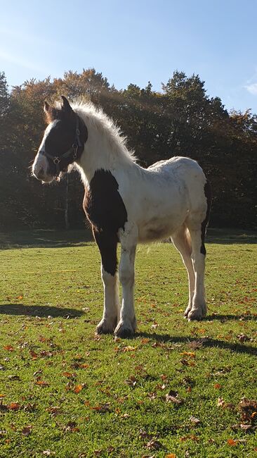 Tinker / Irish Cob / Sonderfarbe / wird sehr groß, Daniela Hoffmann , Horses For Sale, Rohrberg  , Image 3