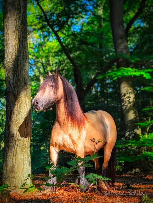 Tinker / Irish Cob / Sonderfarbe / wird sehr groß, Daniela Hoffmann , Horses For Sale, Rohrberg  , Image 5