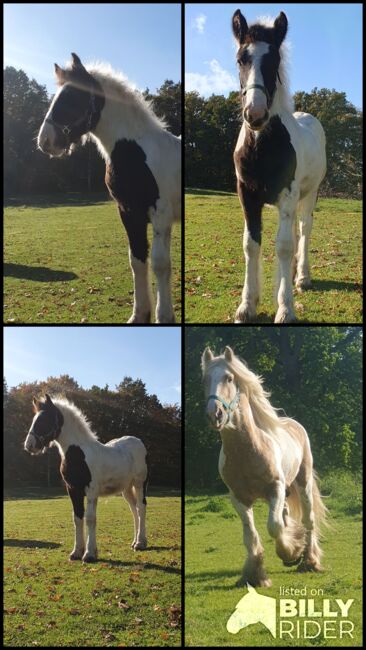 Tinker / Irish Cob / Sonderfarbe / wird sehr groß, Daniela Hoffmann , Konie na sprzedaż, Rohrberg  , Image 6