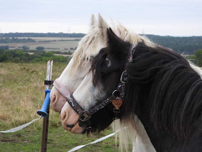 Tinker Irish Cob Stute, Annemari, Pferd kaufen, Grammetal, Abbildung 3