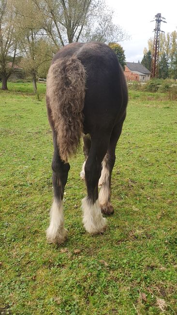 Tinker / Irish Cob / Fohlen / Hengst / wird groß, Daniela Hoffmann , Horses For Sale, Rohrberg  , Image 2