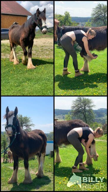 Tinker Jessica hoffmann, Jessica Hoffmann, Horses For Sale, Steyr , Image 6