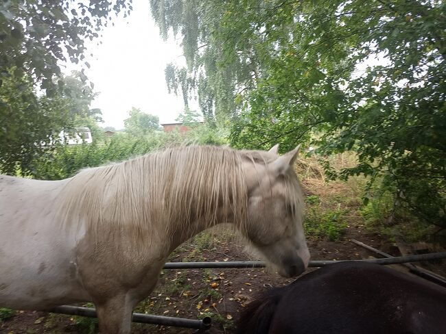 Tinkerstute - Zucht - geritten - gefahren, Familie, Horses For Sale, Rahden, Image 3