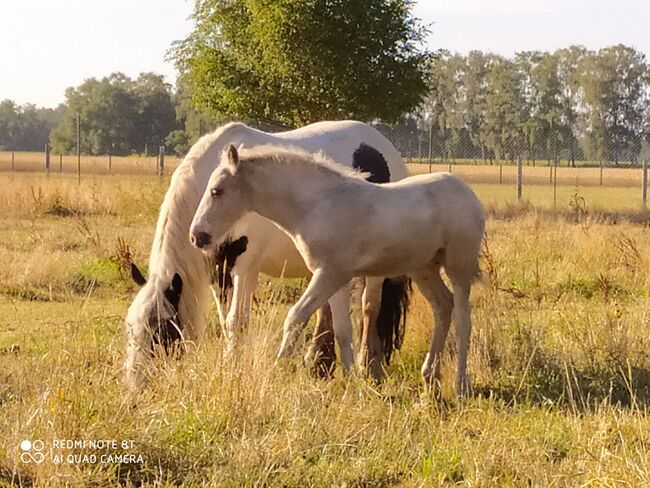 Tinkerstute - Zucht - geritten - gefahren, Familie, Horses For Sale, Rahden, Image 2