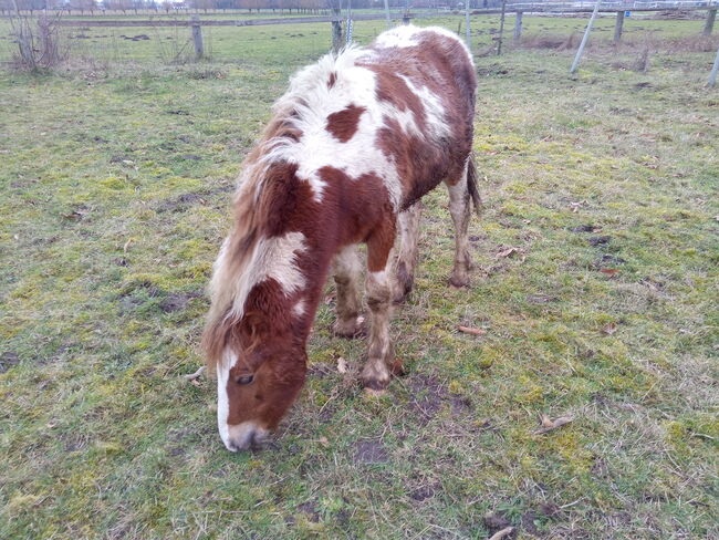 Tinkerstute - Zucht - geritten - gefahren, Familie, Horses For Sale, Rahden, Image 5