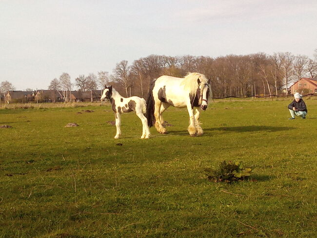 Tinkerstute - Zucht - geritten - gefahren, Familie, Horses For Sale, Rahden, Image 6