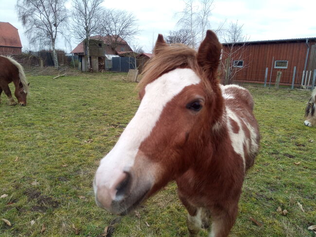 Tinkerstute - Zucht - geritten - gefahren, Familie, Horses For Sale, Rahden, Image 10