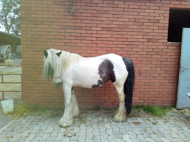 Tinkerstute - Zucht - geritten - gefahren, Familie, Horses For Sale, Rahden, Image 14