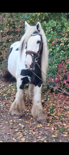 Tinkerstute, Privat , Horses For Sale, Schweinfurt