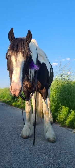 Tinker Stute, Sabrina, Horses For Sale, Oberscherli, Image 3