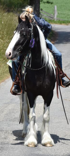 Tinker Stute, Sabrina, Horses For Sale, Oberscherli, Image 4