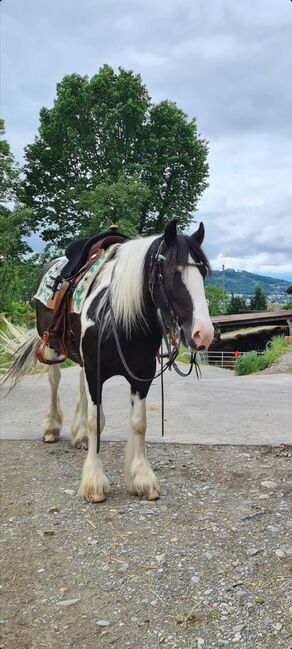 Tinker Stute, Sabrina, Horses For Sale, Oberscherli, Image 2