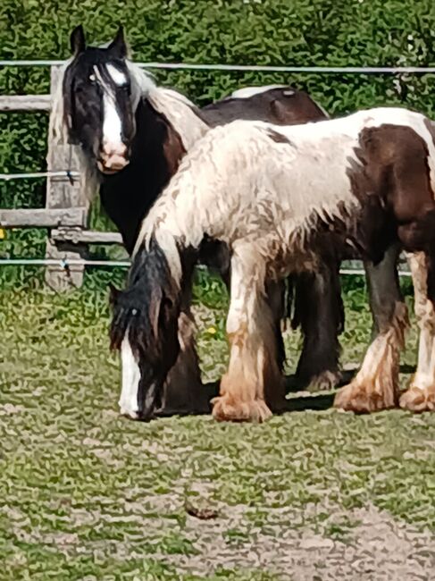 Tinker Stute einjährig, Tinker vom Königssee, Horses For Sale, Hessen - Hainburg