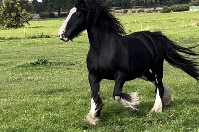 Tinkerstute evtl. tragend für 2025, Katharina , Horses For Sale, Wesseln