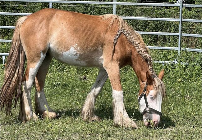 Tinkerstute mit Handicap Beisteller, Anja, Horses For Sale, Potsdam, Image 2