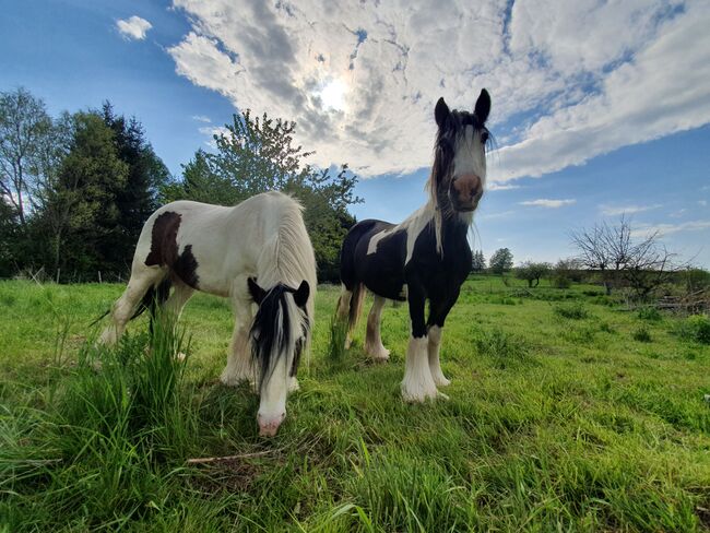 Tinker Stuten, Tina Naumann , Horses For Sale, Kyffhäuserland , Image 5