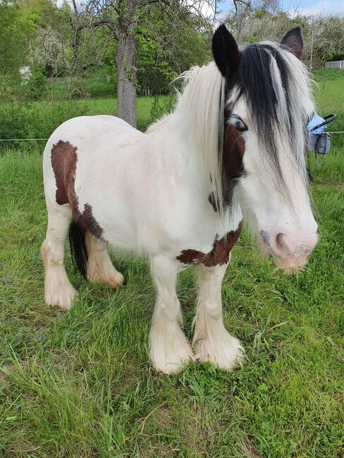 Tinker Stuten, Tina Naumann , Horses For Sale, Kyffhäuserland , Image 8