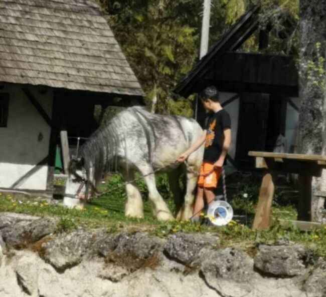 Tinker Stute 135cm geritten in Sonderfarbe blue blagdon (roan-blue), Manuela Eichenmüller , Horses For Sale, Reiflingviertel, Image 2