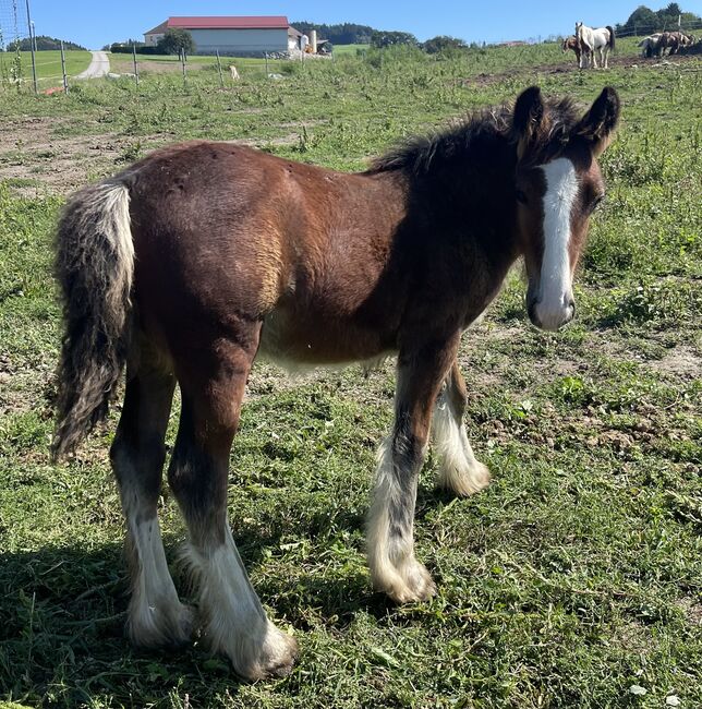 Tinkerstute 6 Jahre, Erich Grasberger, Horses For Sale, Neustadtl, Image 3