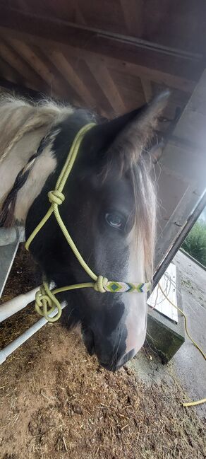 Tinkerstute, Kronsteiner , Horses For Sale, Opponitz, Image 2