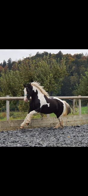 Tinker Stute, Sabrina, Horses For Sale, Oberscherli