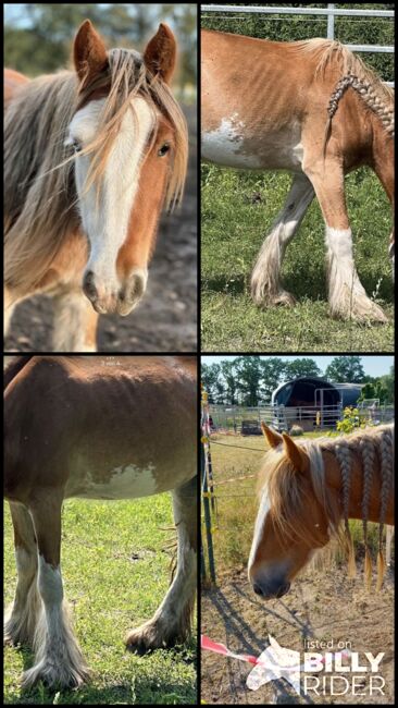 Tinkerstute mit Handicap Beisteller, Anja, Horses For Sale, Potsdam, Image 7