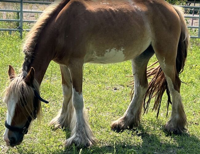 Tinkerstute mit Handicap Beisteller, Anja, Horses For Sale, Potsdam, Image 3