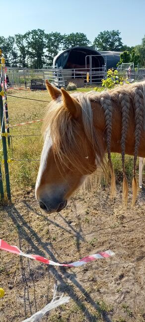 Tinkerstute mit Handicap Beisteller, Anja, Horses For Sale, Potsdam, Image 4