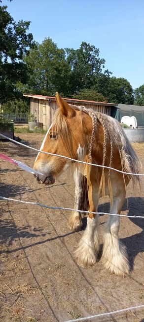 Tinkerstute mit Handicap Beisteller, Anja, Horses For Sale, Potsdam, Image 6