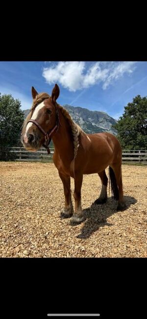 Tinkerstute Pferd, Andre Mandl, Horses For Sale, Bad Mitterndorf , Image 5