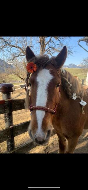 Tinkerstute Pferd, Andre Mandl, Horses For Sale, Bad Mitterndorf 