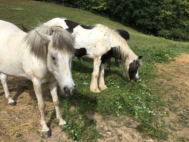 Tinker Stute Ponita, Oberaigner , Horses For Sale, Weiten, Image 6