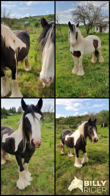 Tinker Stuten, Tina Naumann , Horses For Sale, Kyffhäuserland , Image 16