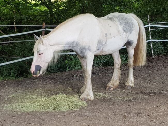 Tinker Mix, Sabine Ebert, Horses For Sale, Arnsberg, Image 4