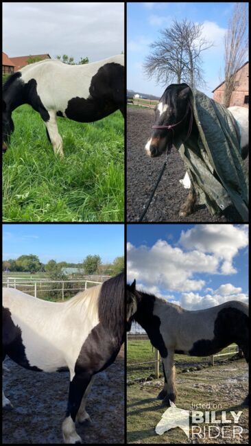 Tinker-Mix Stute, Tine, Horses For Sale, Lehre , Image 5