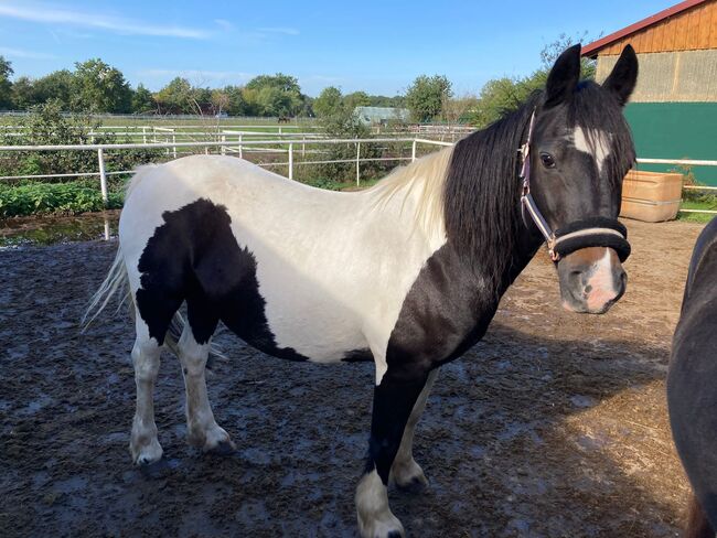 Tinker-Mix Stute, Tine, Horses For Sale, Lehre , Image 3