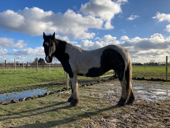 Tinker-Mix Stute, Tine, Horses For Sale, Lehre , Image 2