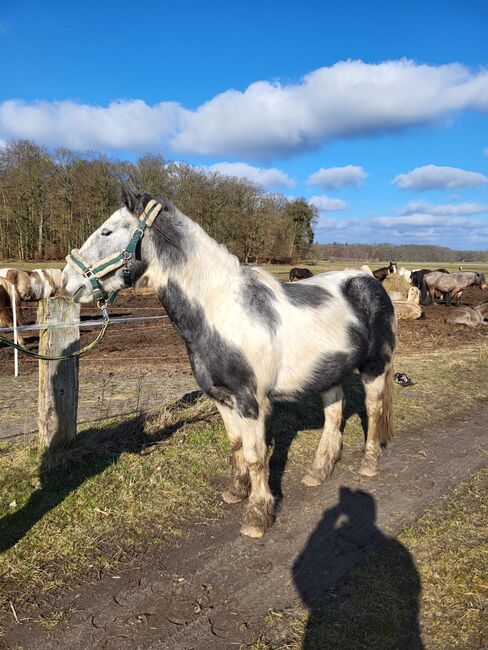 Tinker Mix Wallach Porzelanschecke Irish Cob, S. S., Horses For Sale, Wittstock , Image 5