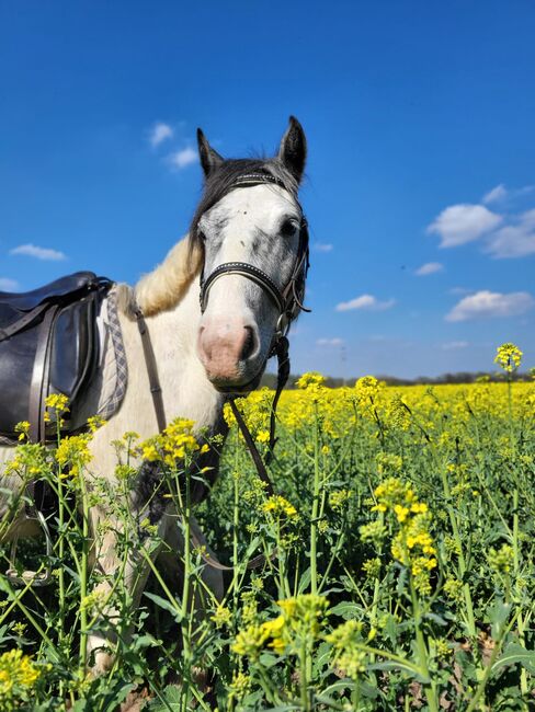 Tinker Mix Wallach Porzelanschecke Irish Cob, S. S., Horses For Sale, Wittstock 