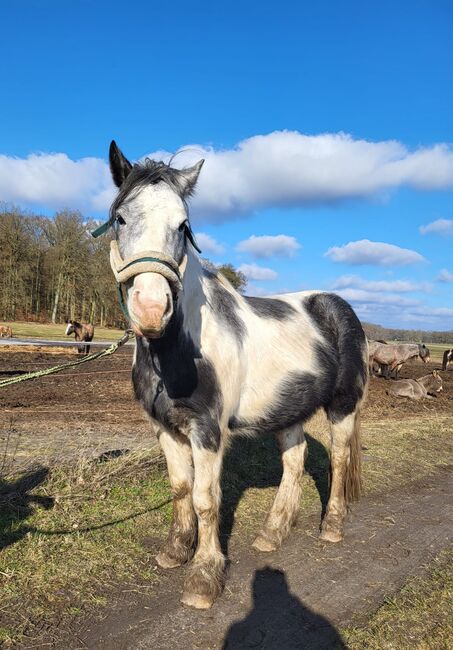 Tinker Mix Wallach Porzelanschecke Irish Cob, S. S., Horses For Sale, Wittstock , Image 6